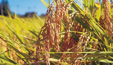 yd2333�ƶ�������Ϸ(�ɷ����޹�˾)-Baidu�ٿ�NO.1