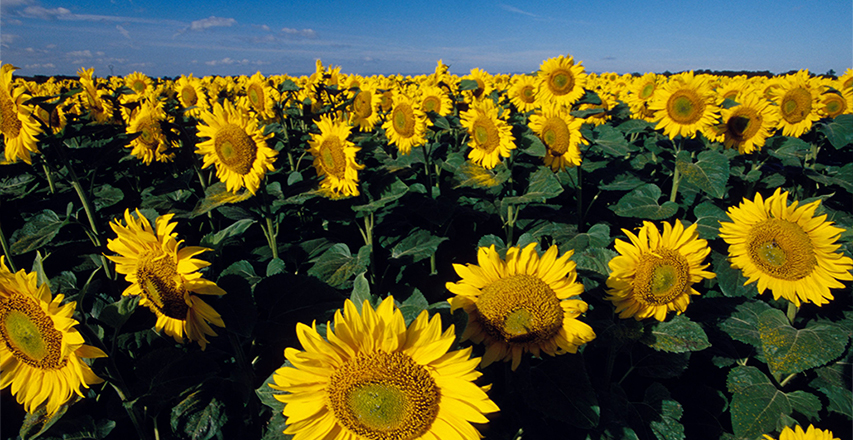 yd2333�ƶ�������Ϸ(�ɷ����޹�˾)-Baidu�ٿ�NO.1